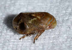 Clastoptera