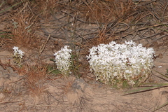 Macgregoria racemigera