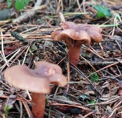 Lactarius rufus