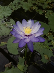 Nymphaea gigantea