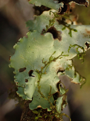 Cetrelia cetrarioides