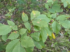 Caryomyia sanguinolenta