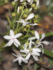 Macgregoria racemigera