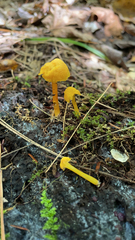 Cantharellus minor