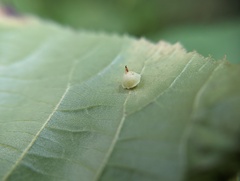 Caryomyia sanguinolenta