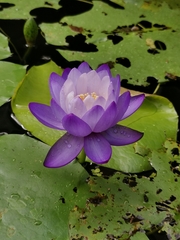 Nymphaea gigantea