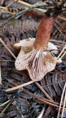 Lactarius rufus