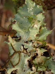 Cetrelia cetrarioides