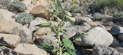 Horsfordia newberryi