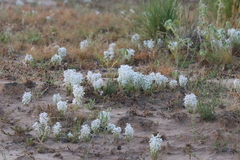 Macgregoria racemigera