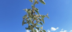Horsfordia newberryi