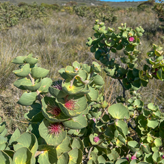 Hakea cucullata