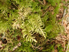 Kindbergia oregana
