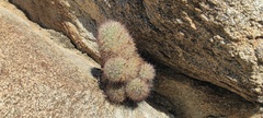 Mammillaria dioica dioica