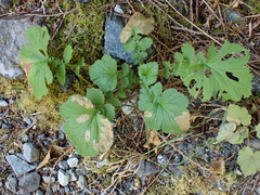 Metallus lanceolatus