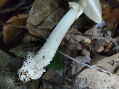 Amanita eliae