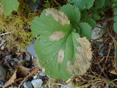 Metallus lanceolatus
