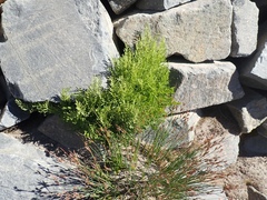 Cryptogramma cascadensis