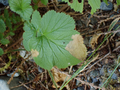 Metallus lanceolatus