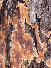 Byssomerulius corium