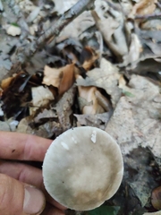 Amanita eliae