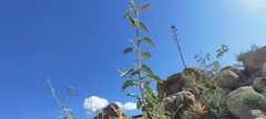 Horsfordia newberryi