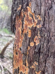 Byssomerulius corium