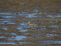 Charadrius wilsonia
