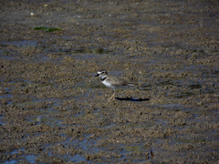 Charadrius wilsonia