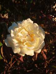 Rosa banksiae