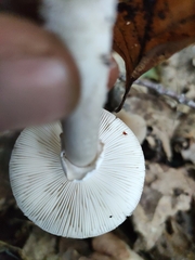 Amanita eliae