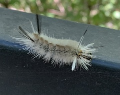 Halysidota tessellaris