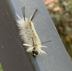 Halysidota tessellaris