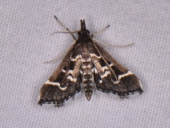 Diasemiodes janassialis