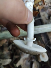 Amanita eliae