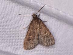 Idia diminuendis