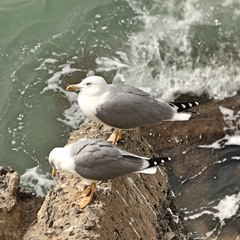Larus michahellis
