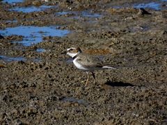 Charadrius wilsonia