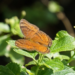 Junonia hedonia ida