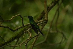 Thalurania glaucopis