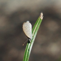 Zizula hylax pygmaea