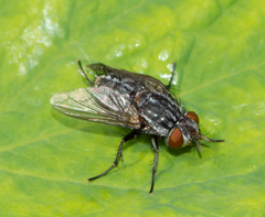 Sarcophagidae
