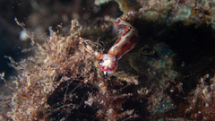Hypselodoris decorata