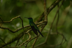 Thalurania glaucopis