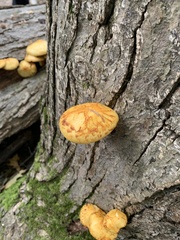 Pholiota aurivella