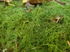 Kindbergia praelonga