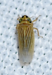 Graminella villica
