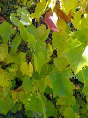 Vitis riparia
