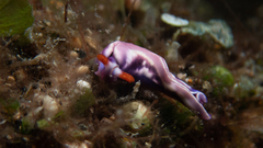 Thuridilla albopustulosa