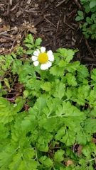 Tanacetum parthenium